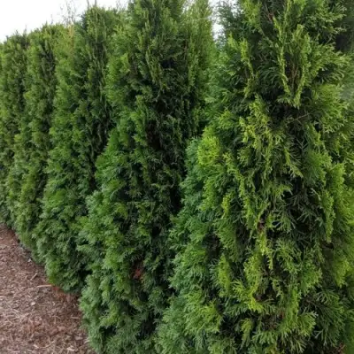 Туя ПИРАМИДАЛИС КОМПАКТА западная в Барановичах