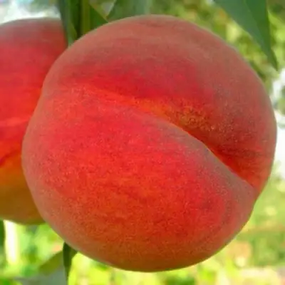 Персик МАЙСКИЙ ЦВЕТОК в Барановичах