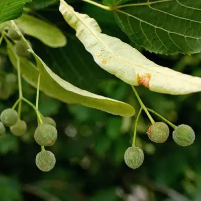 Липа сердцевидная в Барановичах
