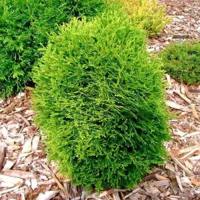 Туя ВОТЕРФИЛД западная в Барановичах