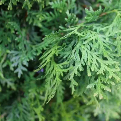 Туя ПИРАМИДАЛИС КОМПАКТА западная в Барановичах