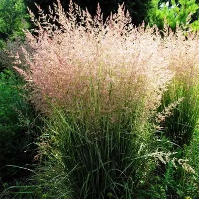 Молиния ФОНТЕЙН тростниковая в Барановичах