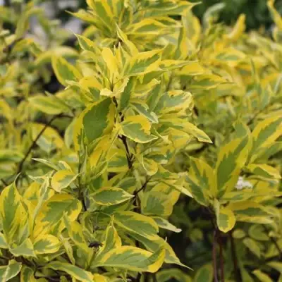 Дерен ШПЕТА белый в Барановичах