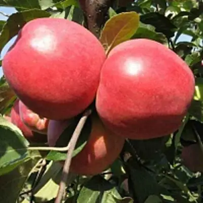 Яблоня ЗАСЛАВСКОЕ в Барановичах