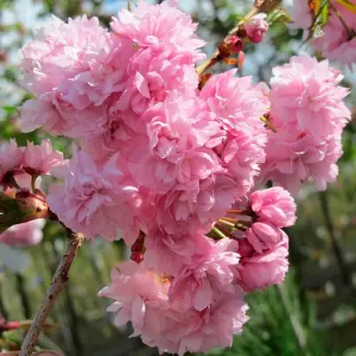 Сакура КИКУ ШИДАРЕ в Барановичах