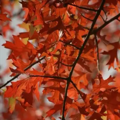 Дуб болотный в Барановичах