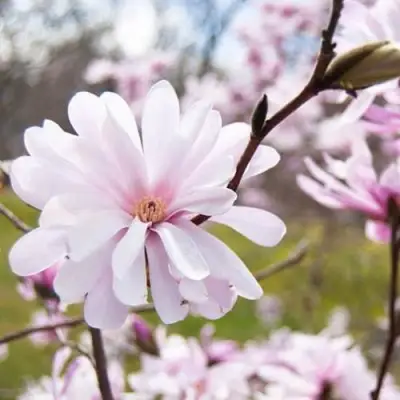 Магнолия РОЗЕЯ в Барановичах