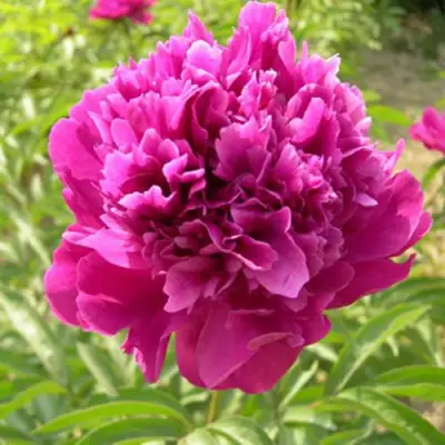 Пион КИТАЙСКИЙ ШЕЛК травянистый в Барановичах