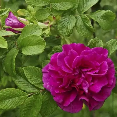 Шиповник ХАНСА в Барановичах