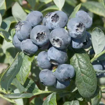 Голубика БРИГИТТА в Барановичах