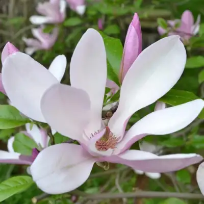 Магнолия ДЖОРДЖ ГЕНРИ КЕРН в Барановичах