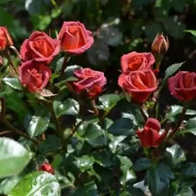 Роза ЧОКОЧИНО спрей в Барановичах