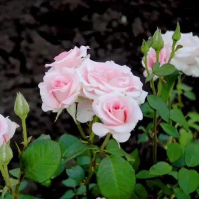 Роза ФЛАМИНГО чайно-гибридная в Барановичах