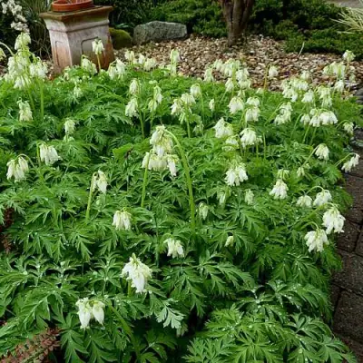 Дицентра красивая АВРОРА в Барановичах