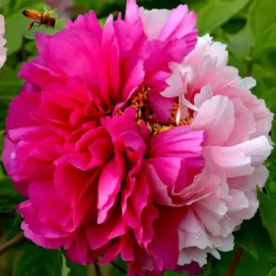 Пион ДВЕ СЕСТРЫ древовидный в Барановичах