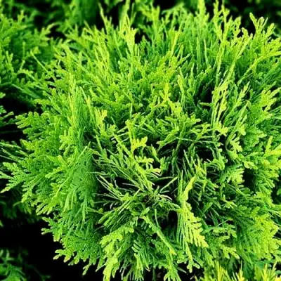 Туя ДАНИКА западная в Барановичах