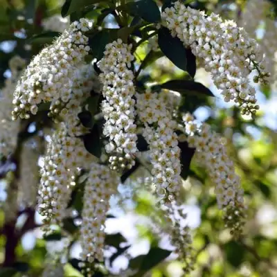 Черемуха виргинская ШУБЕРТ в Барановичах