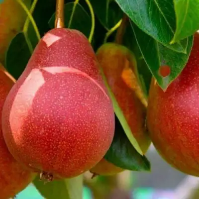 Груша ГЕРА в Барановичах