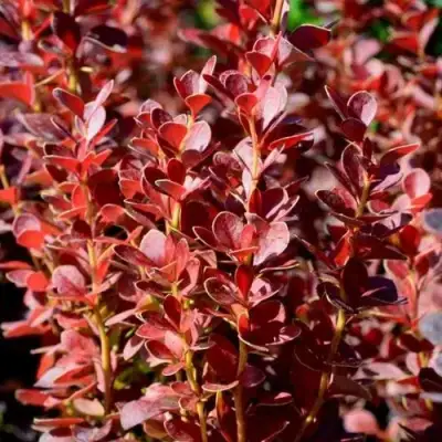 Барбарис ВУЛКАНО тунберга в Барановичах