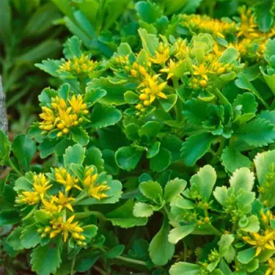 Очиток (седум) ИММЕРГРУН камчатский в Барановичах