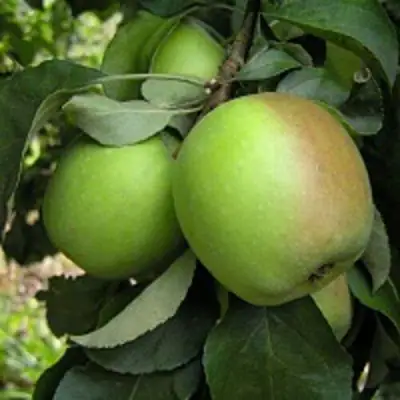 Яблоня ПАМЯТЬ СИКОРЫ в Барановичах