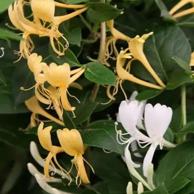 Жимолость ХАЛЛИАНА японская (Хелиана) в Барановичах