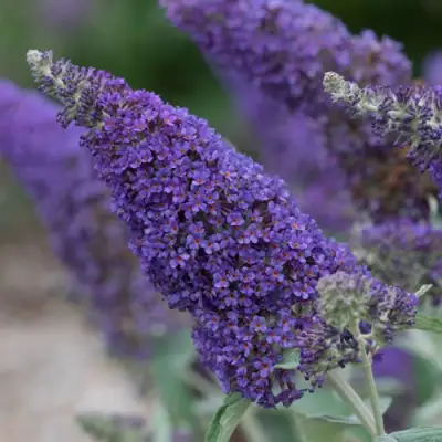 Буддлея НАНО ПЕРПЛ  в Барановичах