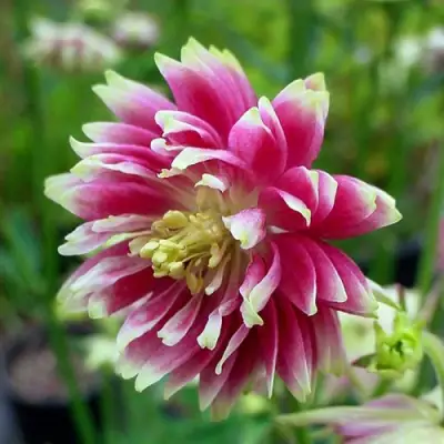 Аквилегия БАРЛОУ НОРА гибрид МакКаны в Барановичах