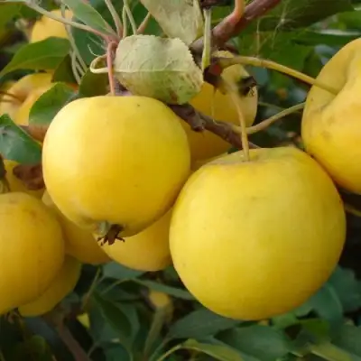 Яблоня УРАЛЬСКОЕ НАЛИВНОЕ в Барановичах