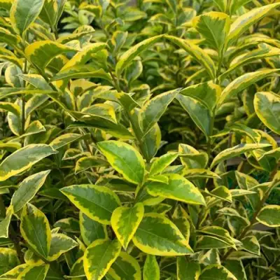 Бирючина АУРЕУМ овальнолистная в Барановичах