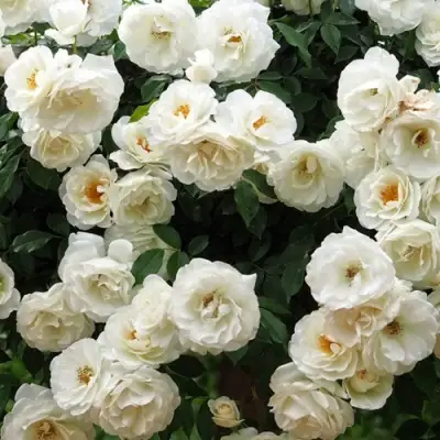 Роза АЙСБЕРГ флорибунда в Барановичах