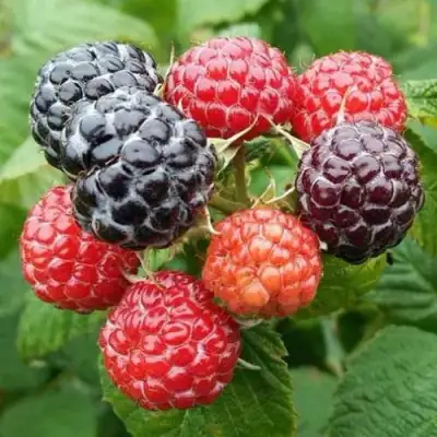 Малина БРИСТОЛЬ в Барановичах