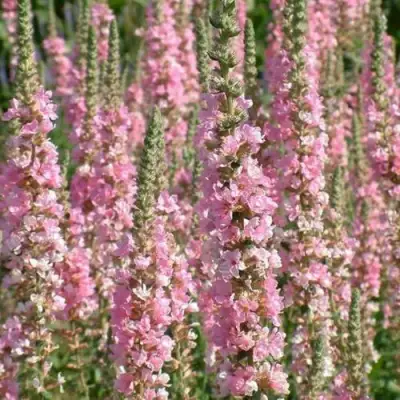 Дербенник БЛАШ иволистный в Барановичах