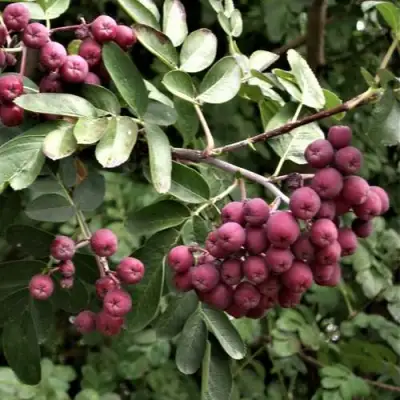 Рябина ДЕСЕРТНАЯ МИЧУРИНА сладкоплодная в Барановичах