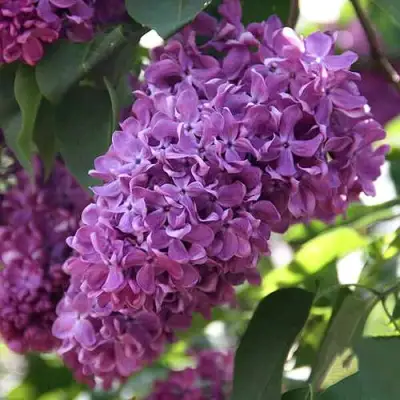 Сирень КАПИТАН ГАСТЕЛЛО в Барановичах