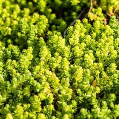 Очиток (седум) ЙЕЛЛОУ КВИН едкий в Барановичах