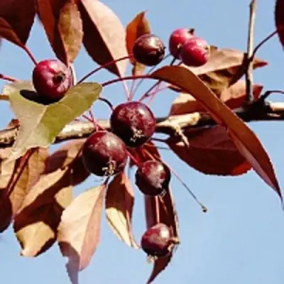 Яблоня РОЯЛТИ декоративная в Барановичах