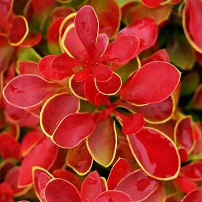 Барбарис КОРАЛ тунберга в Барановичах