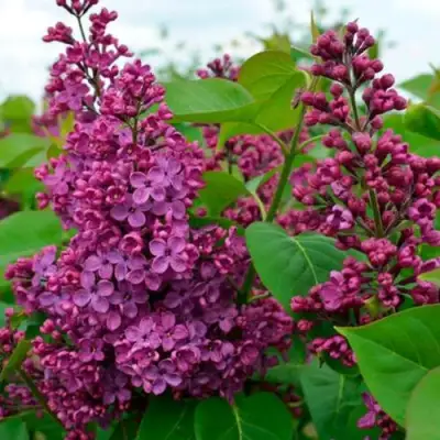 Сирень ЛЮДВИГ ШПЕТ в Барановичах