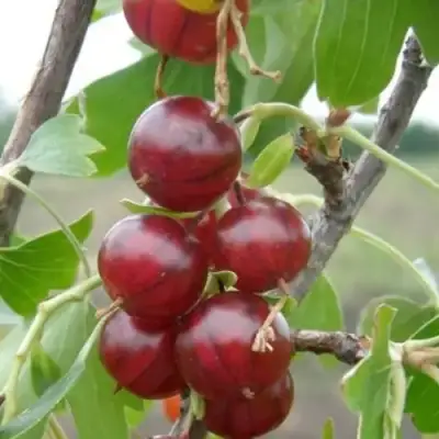 Смородина золотистая КЛЮКВЕННАЯ в Барановичах