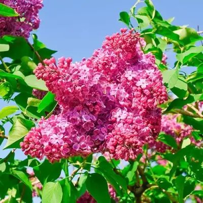 Сирень КРАСНАЯ МОСКВА в Барановичах