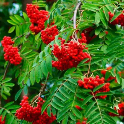 Рябина ПЛАКУЧАЯ сладкоплодная в Барановичах