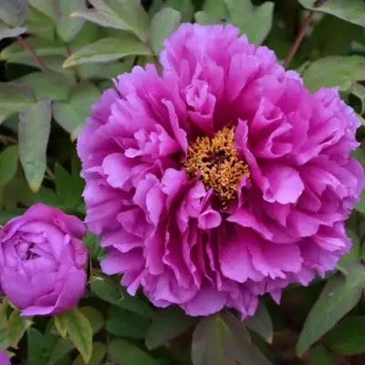 Пион ЛИЛОВАЯ ФАНТАЗИЯ древовидный в Барановичах