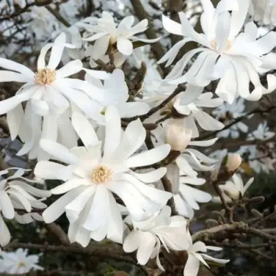 Магнолия РОЯЛ СТАР в Барановичах