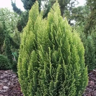 Кипарисовик ЭЛВУДИ ЭМПАЙР лавсона в Барановичах