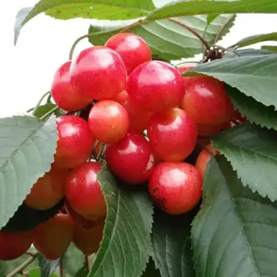 Черешня ГАСТИНЕЦ в Барановичах