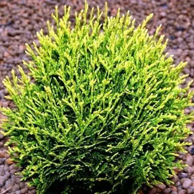 Туя ВОТЕРФИЛД западная в Барановичах