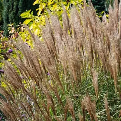 Мискантус КЛЯЙН СИЛЬБЕРСПАЙН китайский  в Барановичах