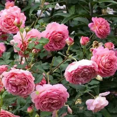 Роза ДЖУБИЛИ СЕЛЕБРЕЙШН английская в Барановичах