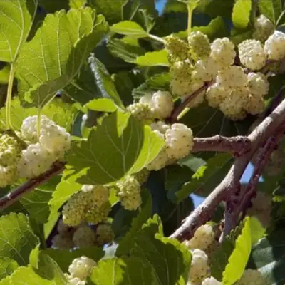 Шелковица БЕЛАЯ АЛЬБА в Барановичах